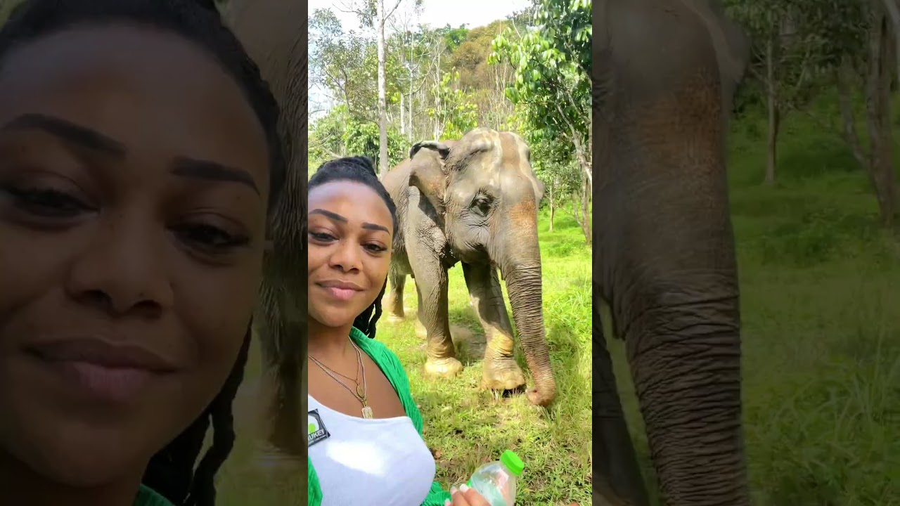 Phuket elephant sanctuary in Thailand | Ethical tourism is so important 🤍