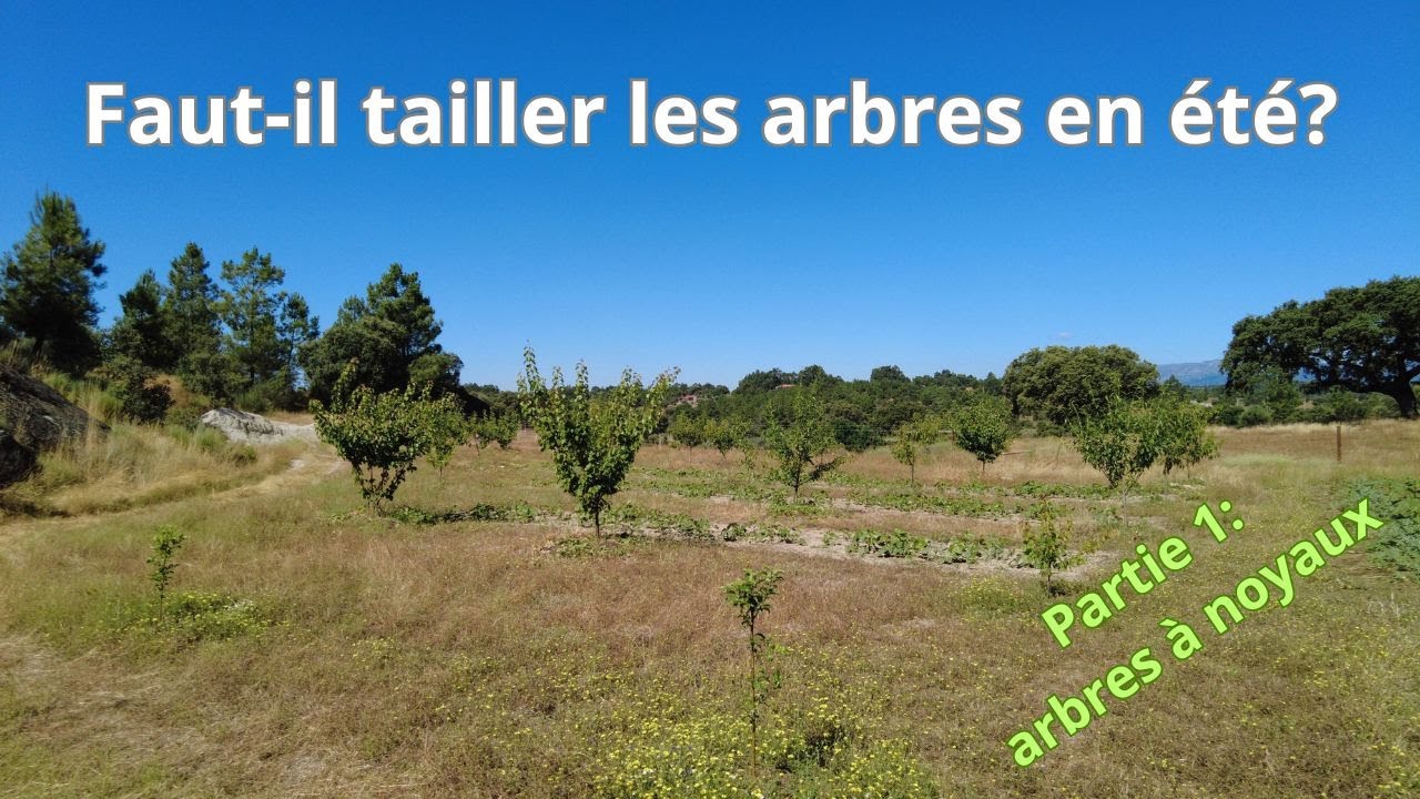 La taille en vert, préparer la futur fructification