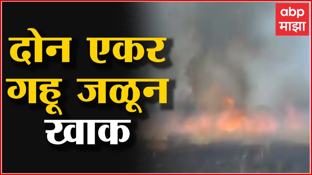 Ahmednagar :  दोन एकर गहू शॉर्टसर्किटमुळे गहू जळून खाक, तीन लाख रूपयांचे नुकसान : ABP Majha