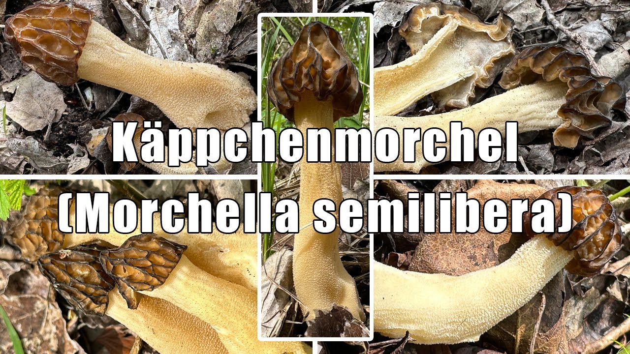 K&auml;ppchenmorcheln essbar? | Verwechslung, Zubereitung | Halbfreie Morchel, Morchella semilibera