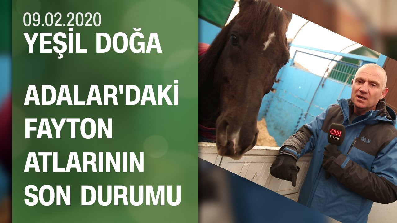 Adalar'da ortaya çıkan ruam hastalığındaki son durum ve fayton atları - Yeşil Doğa 09.02.2020