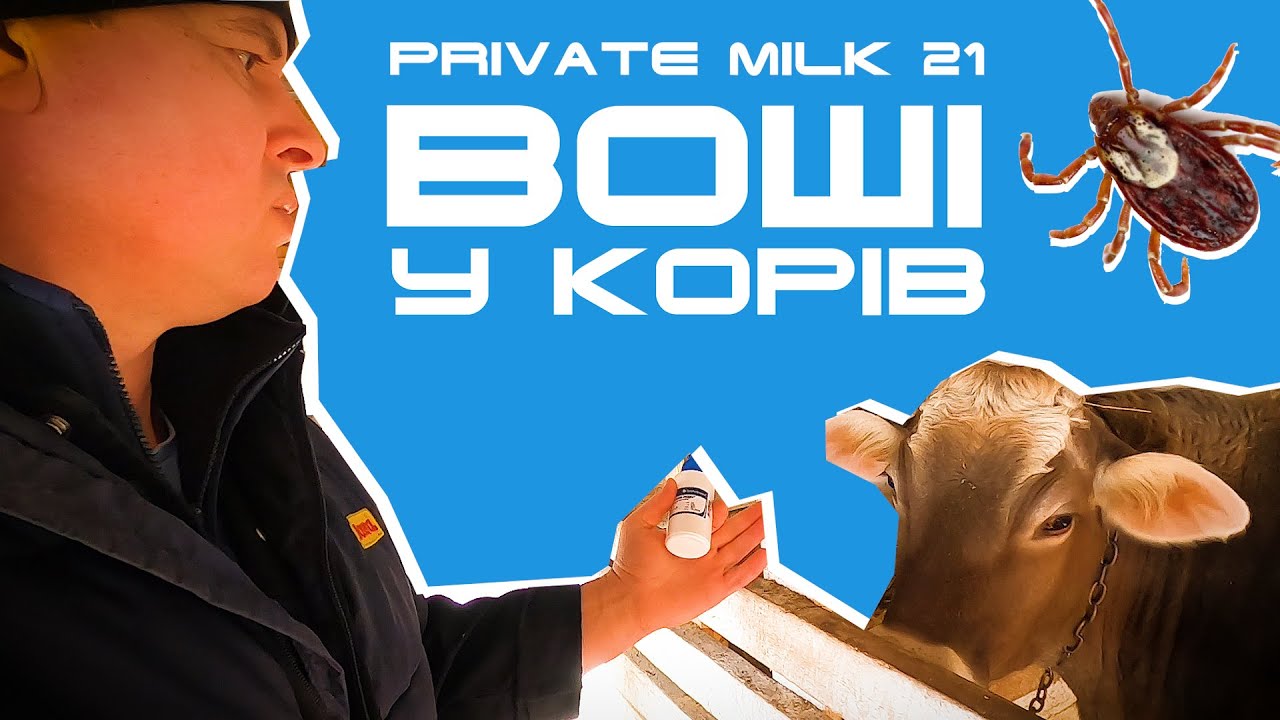 Воші у корів | Private Milk | Травецький