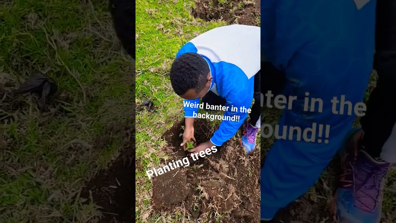 how to plant a Cyprus tree !! weird banter in the background 🤣