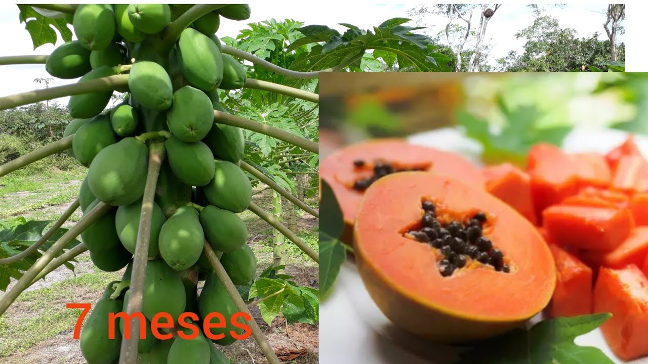 COMO A PRODUÇÃO ESTA SUPER RÁPIDA 👉🌱(( MAMÃO PAPAYA ))# MARANHÃO