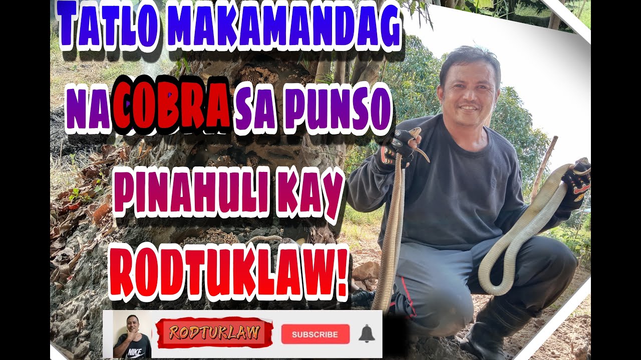 TATLO MAKAMANDAG NA COBRA PINAHULI KAY Rod Haring Tuklaw! #Philippinecobra #cobra #reptiles #python