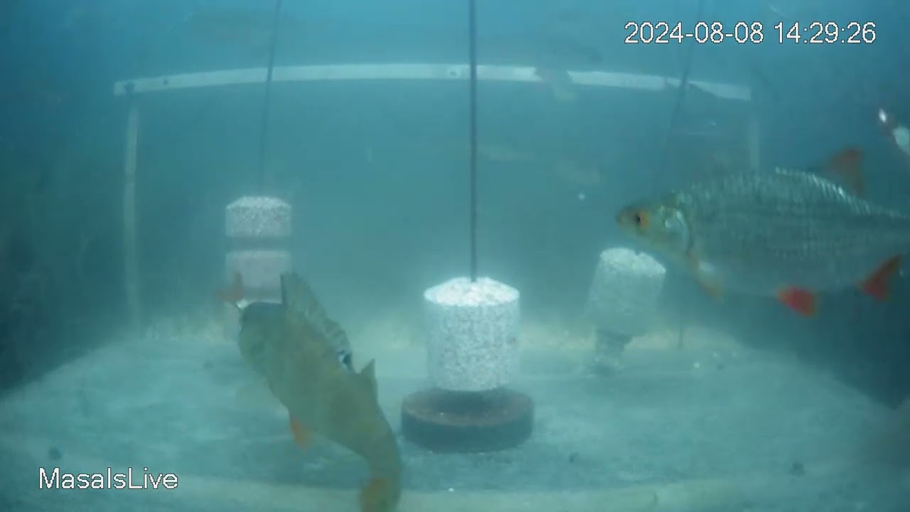 🎣 E&scaron;erys suėda raudelę! 🐟