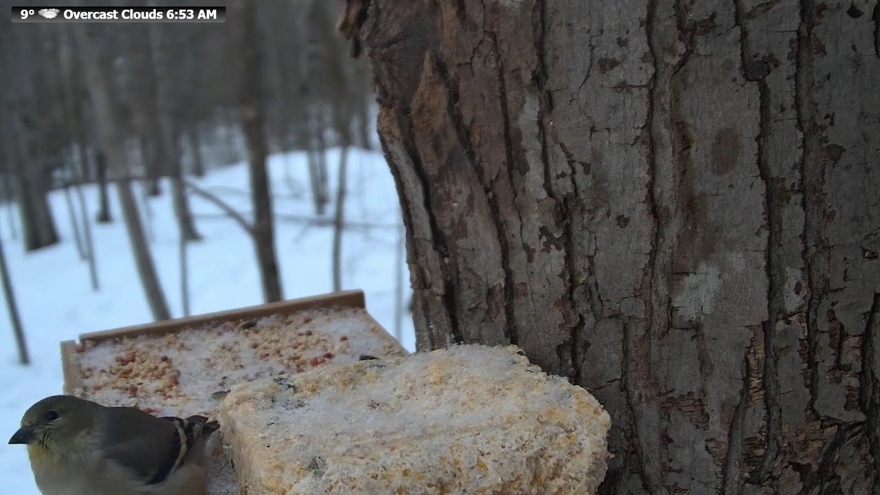 🔴 LIVE Wildlife Feeder | Birds, Squirrels & Forest Animals | Real Northern Wisconsin Nature
