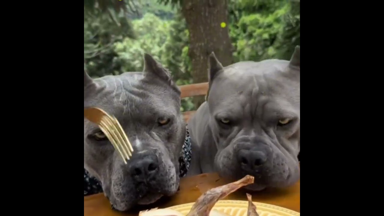 #humor #fypシ #pov #fyp #foryou#dog #pet #mypet #teend #comedy