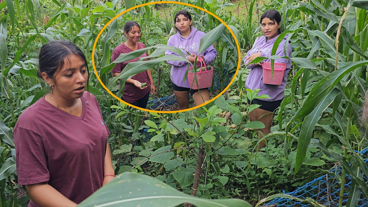 Cortando los pepinos en los cultivos de Melissa.