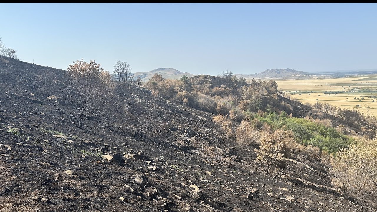 A Black Toe Story | Alergare prin pădurea incendiată de la Greci (TL), Munții Măcinului