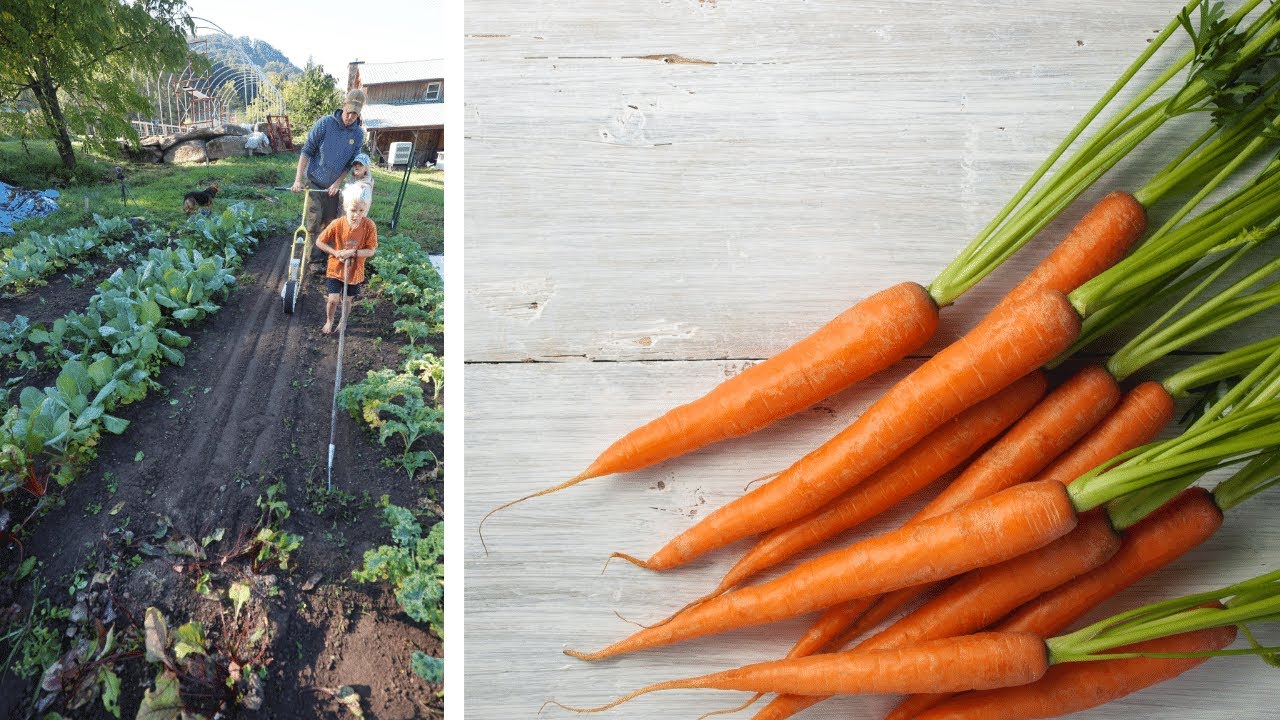 Plant this Now + Get Food ALL Winter