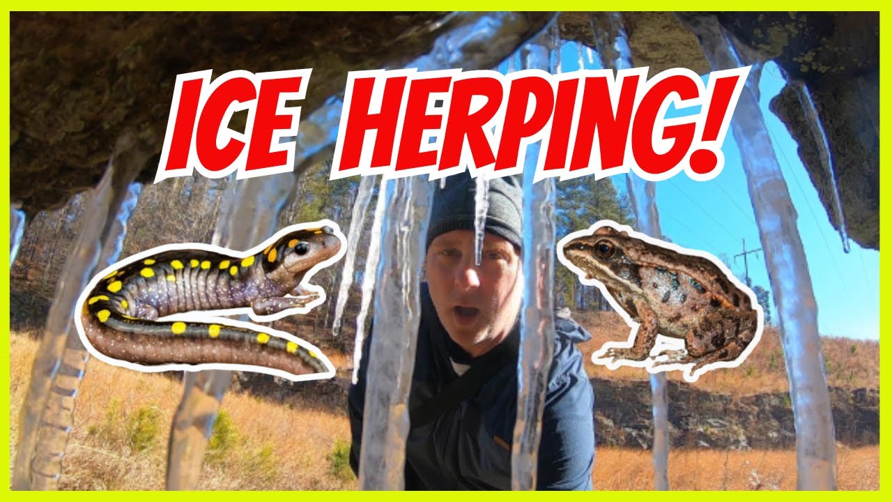 Ice Herping- Salamanders, Frog Eggs, Tadpoles 🐸👀