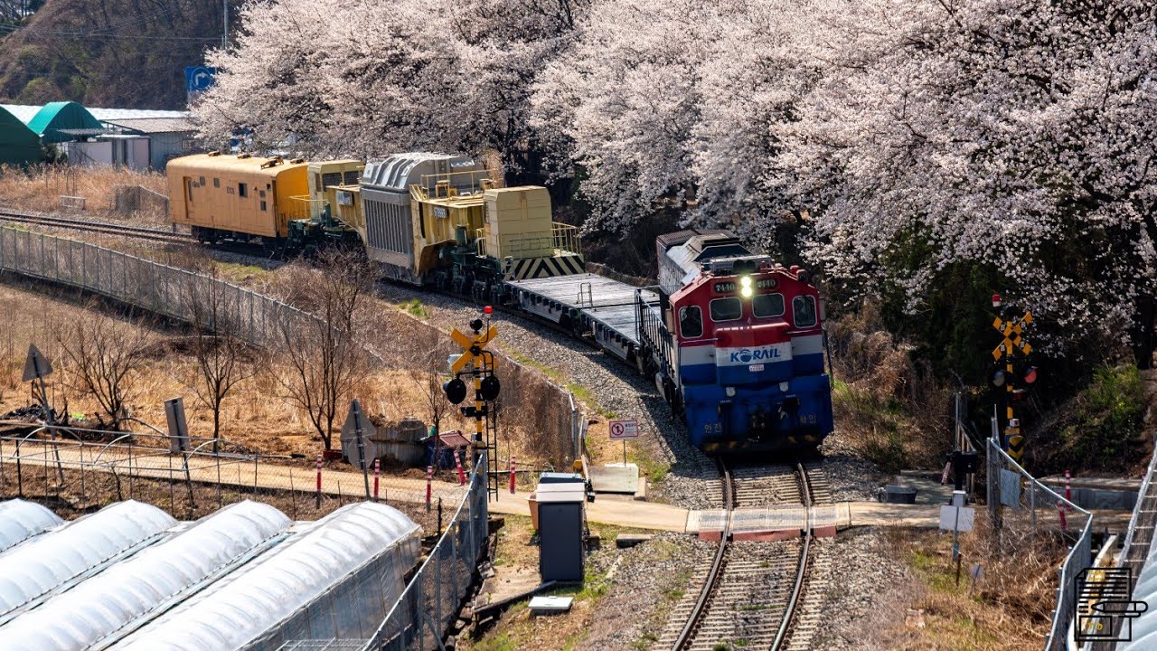 경북선에 찾아온 봄, 그 사이를 지나는 변압기 수송열차를 기록하다.