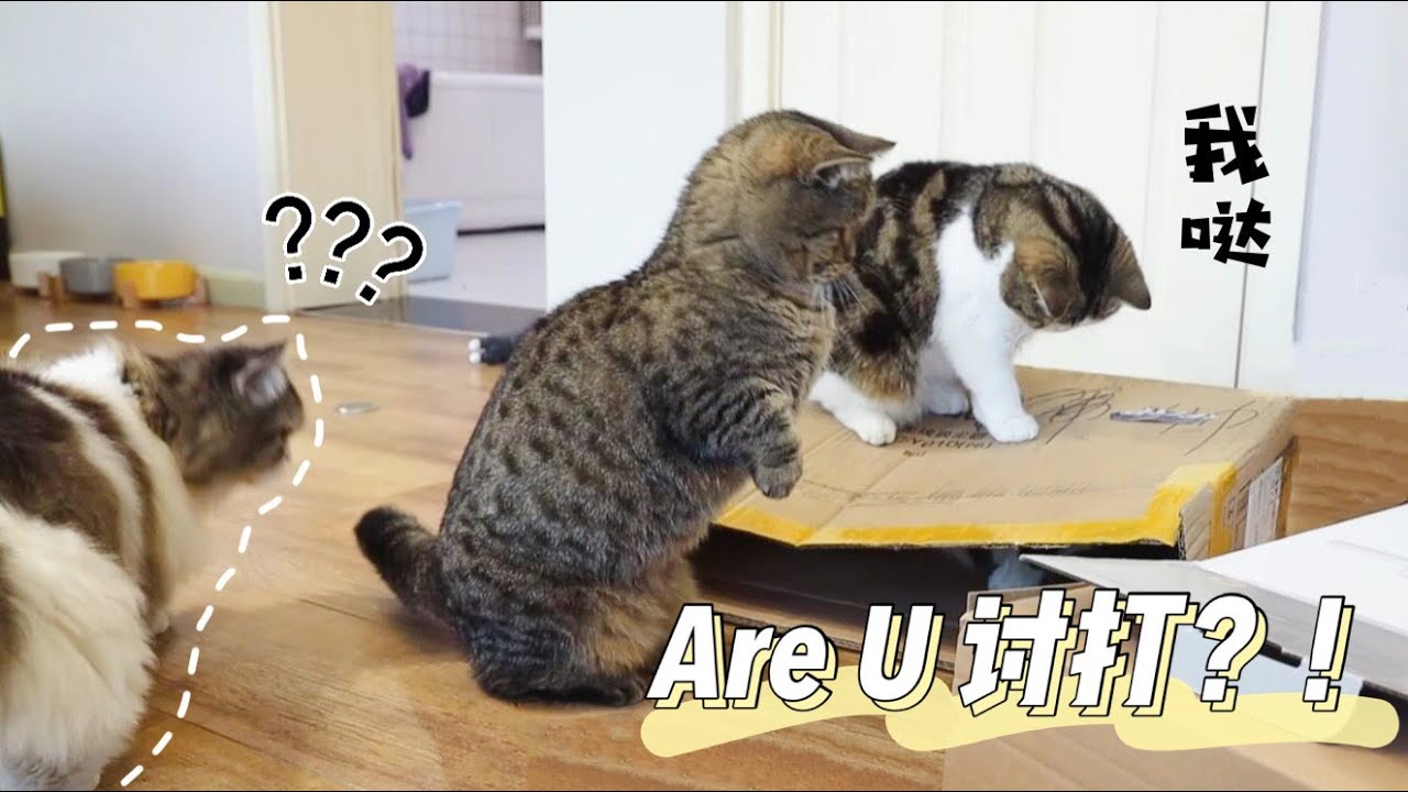 女主人又败家了，开箱现场猫咪们大打出手：别动，纸箱统统归我！ ｜李喜猫