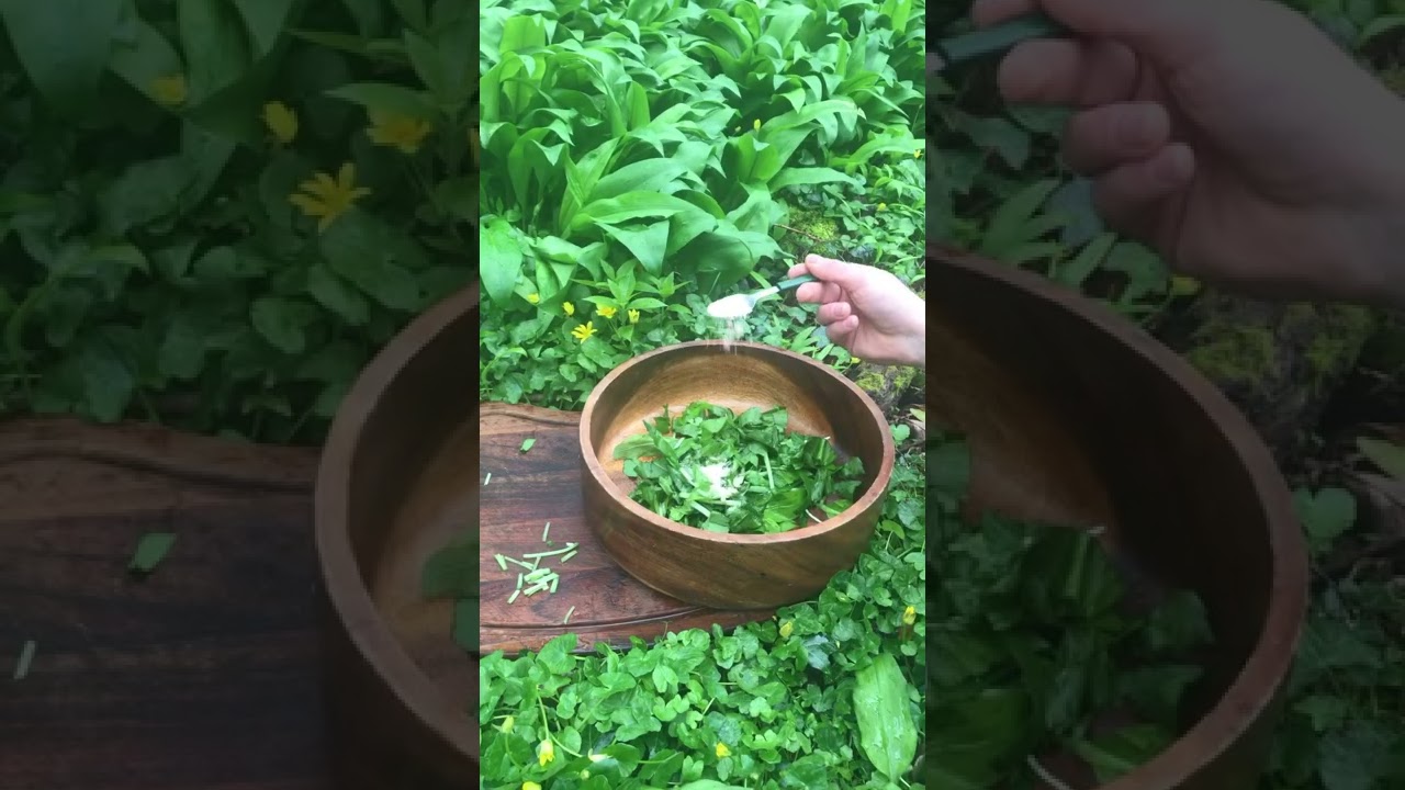 Easy Wild Garlic Kimchi!! #forage #forager #wildgarlic #kimchi