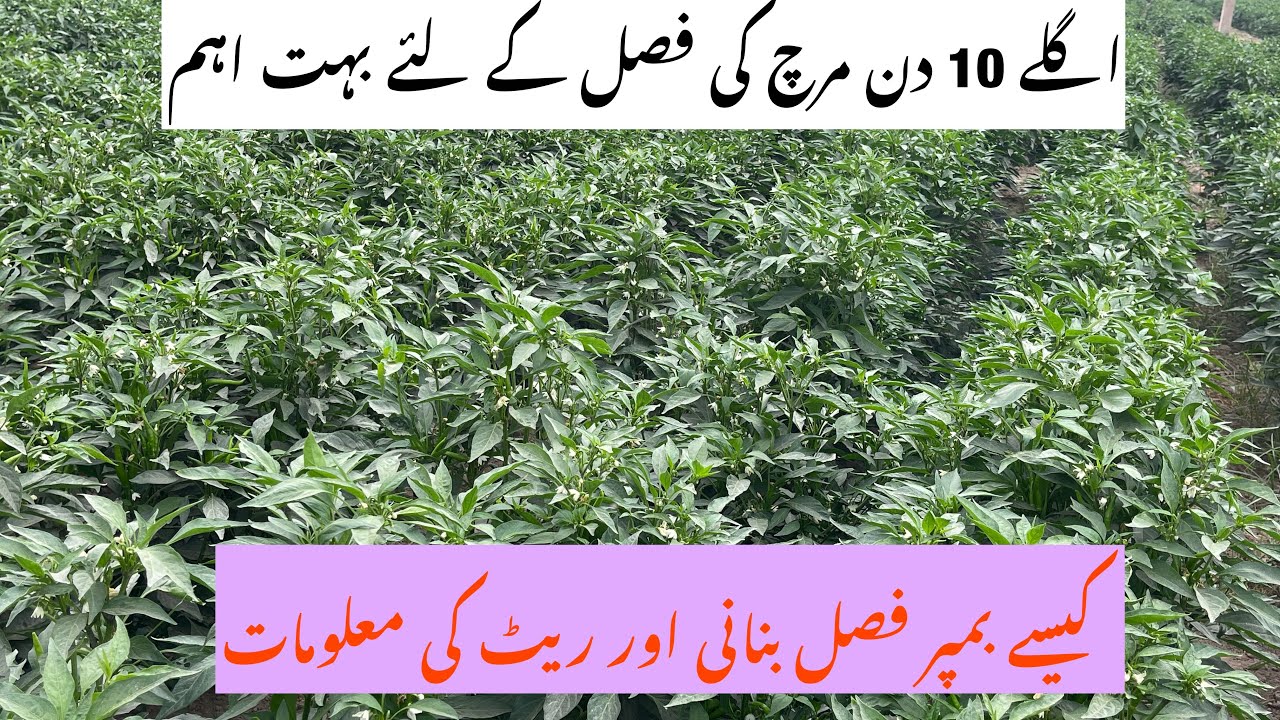 Chilli farming step by step | Next 10 days very important for Chilli crop and detail about rate