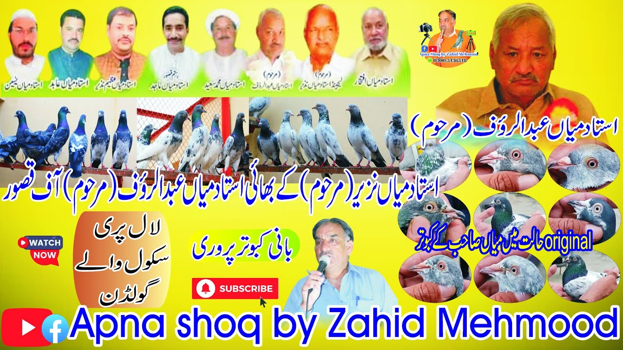 Ustad Mian Rauf kasur|Ustad mian nazeer|Pure bloodline|Mian sab walay kabootar|Tasveer wale kabootar