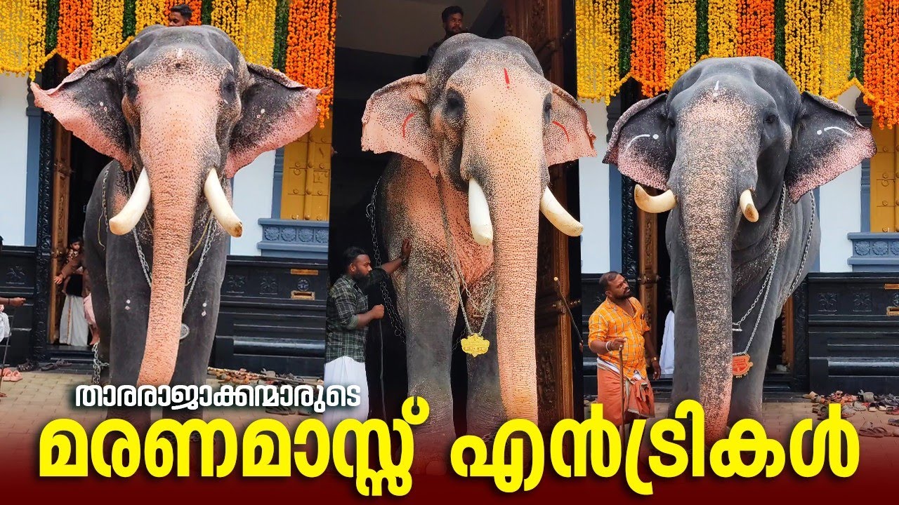 Mass Entry Of Elephants At Olari | Kuttankulangara Arjunan | Ukkens Kunju | Paramekkavu Kasinanthan