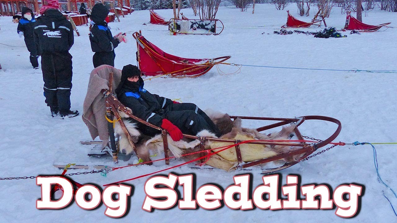 Dog Sledding Tromso - Norvegia 