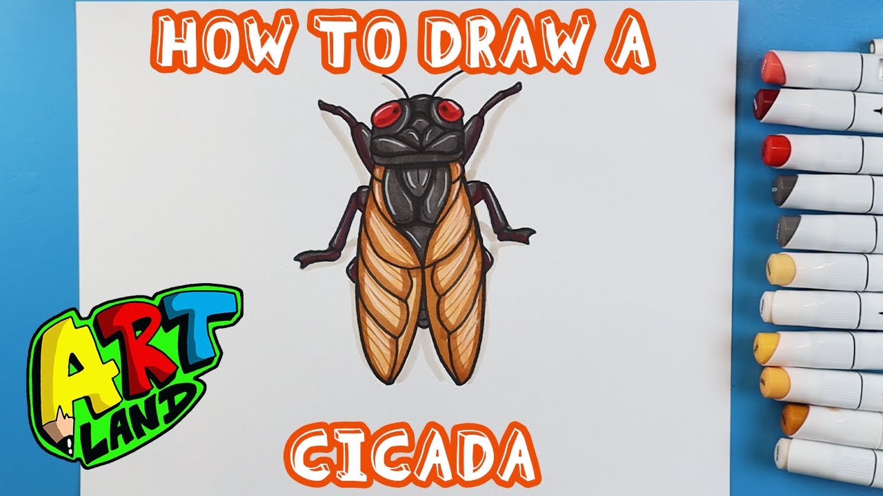 How to Draw a CICADA!!!