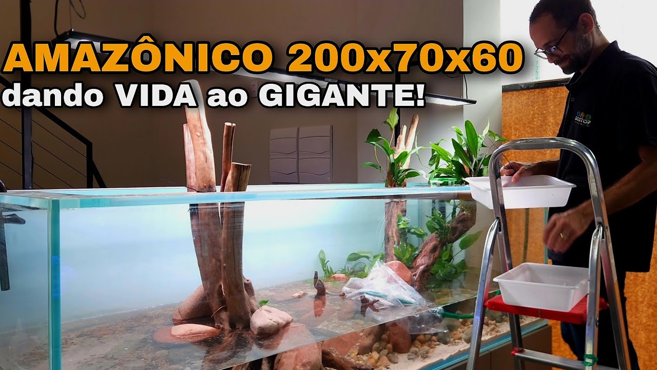MONTANDO UM AQUÁRIO DE 200x70x60 AMAZÔNICO - HARDSCAPE E PLANTAS