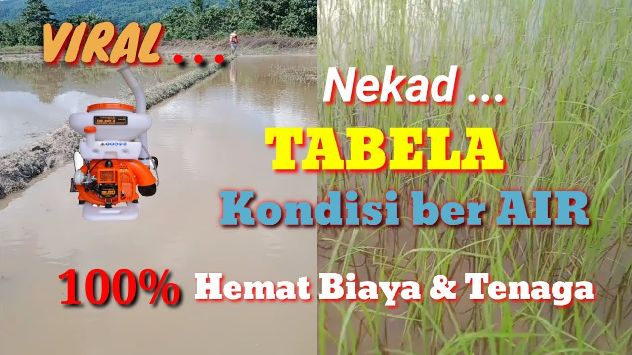 Cara baru Tabela menggunakan alat blower || Hakika (Hambur Kiri Kanan)