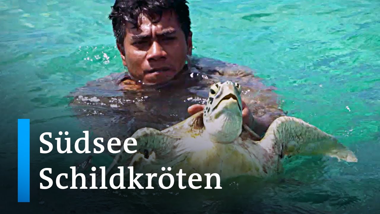 Salomonen: Naturschützerinnen retten Meeresschildkröten | Global Ideas