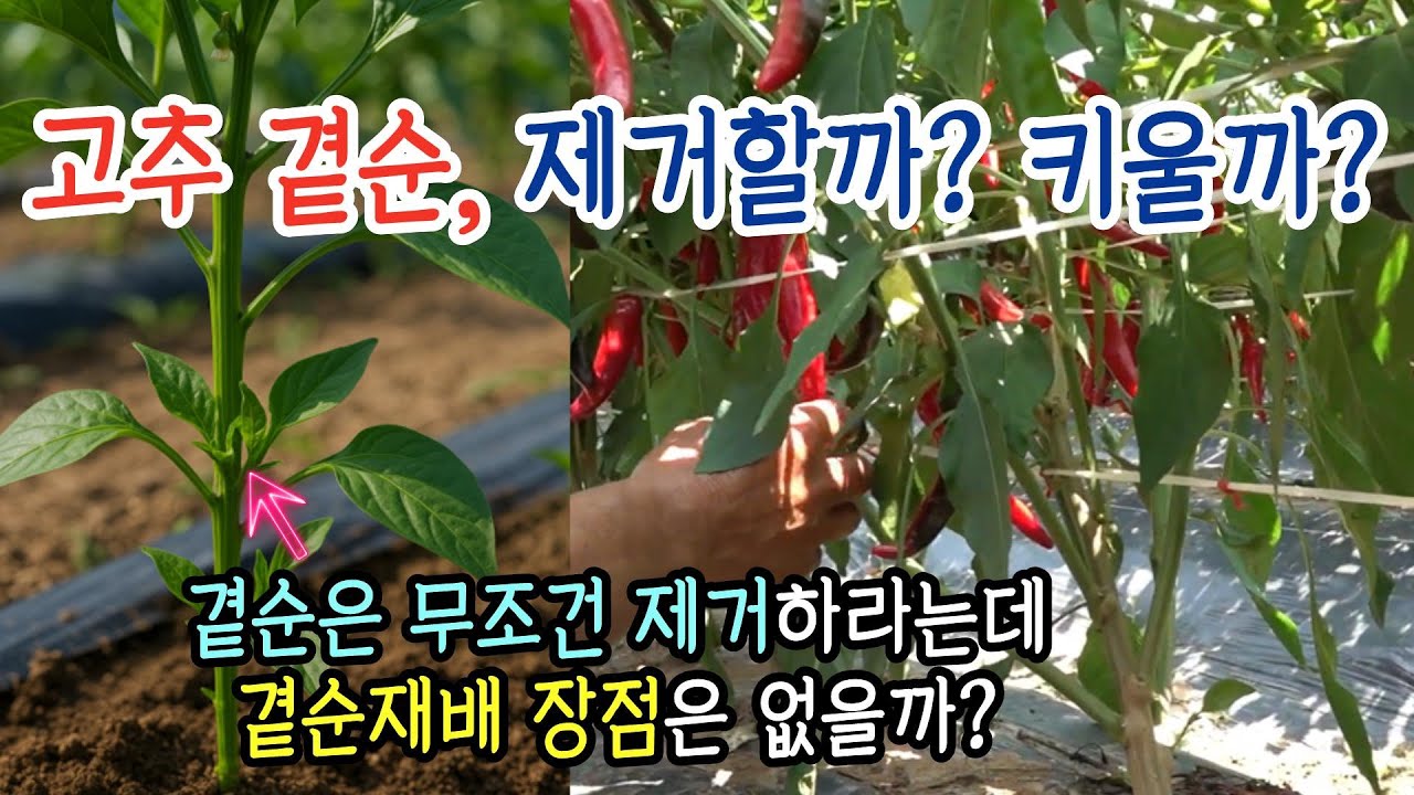 고추 곁순, 제거할까? 키울까? (곁순재배 장점은 없을까?)