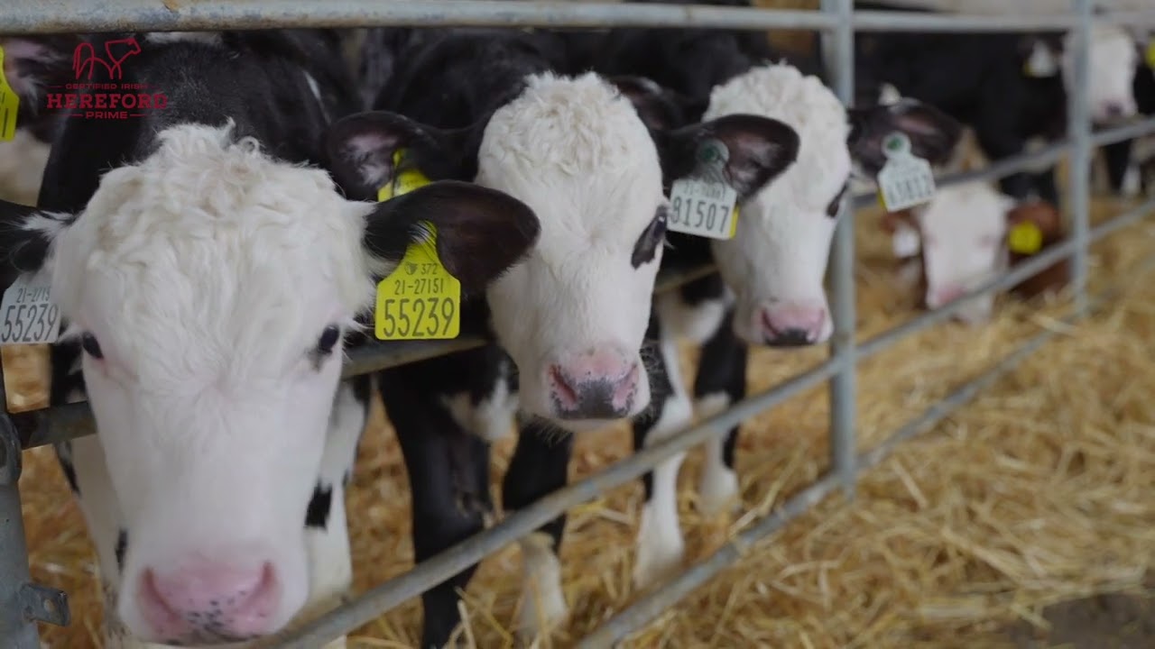 Sean O’Brien on Calf Rearing