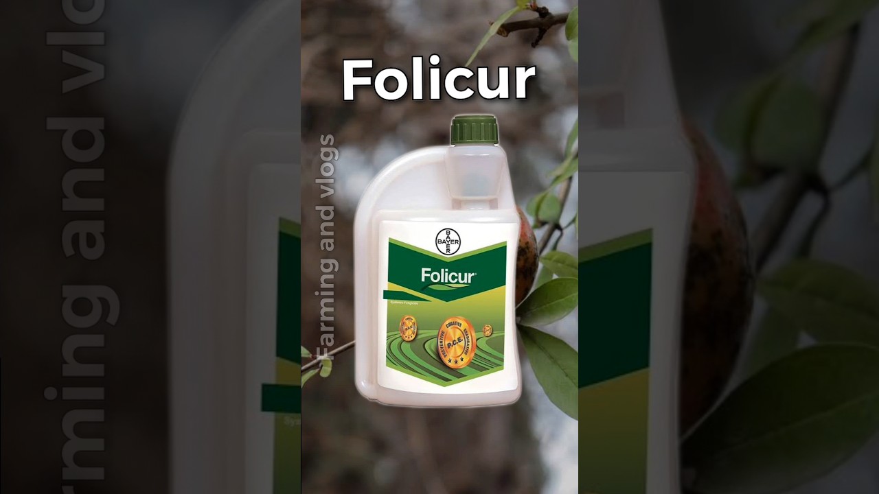 🍄Folicur🍄Bayer|Tebuconazole 25.9% EC|fungicide|#shorts #shortsfeed #ytshorts #fungicide #agriculture
