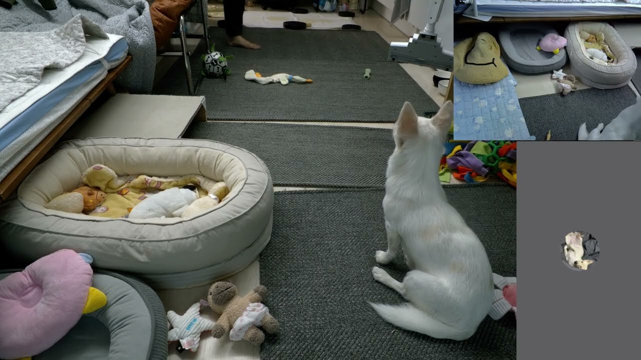 댕줍일기-26년 1월 28일 일상-심콩이의 수면유도 라이브