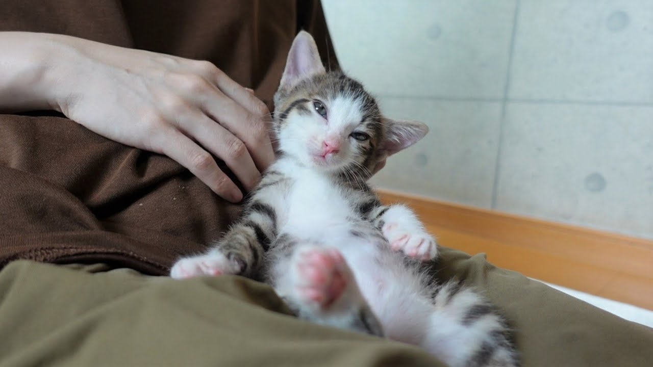 初めてのマッサージでとろけてしまった子猫 ＆ 寝顔界のレジェンド