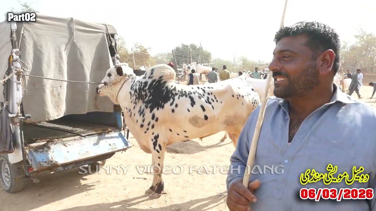 Today Domail Mandi Fatehjang Rate’s update06/Mar2026-Part02Sunny Video Fateh Jang Cow Mandi 2026