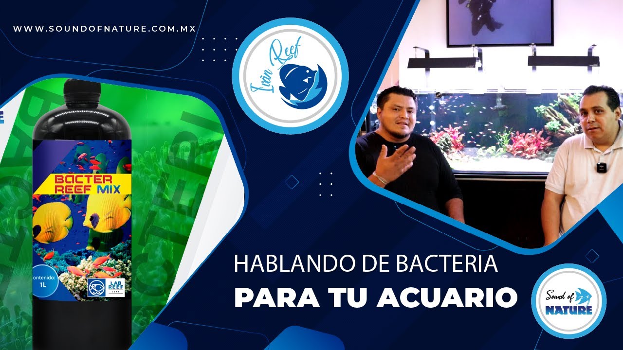 Preguntas y Respuesta de bacteria Lab Reef