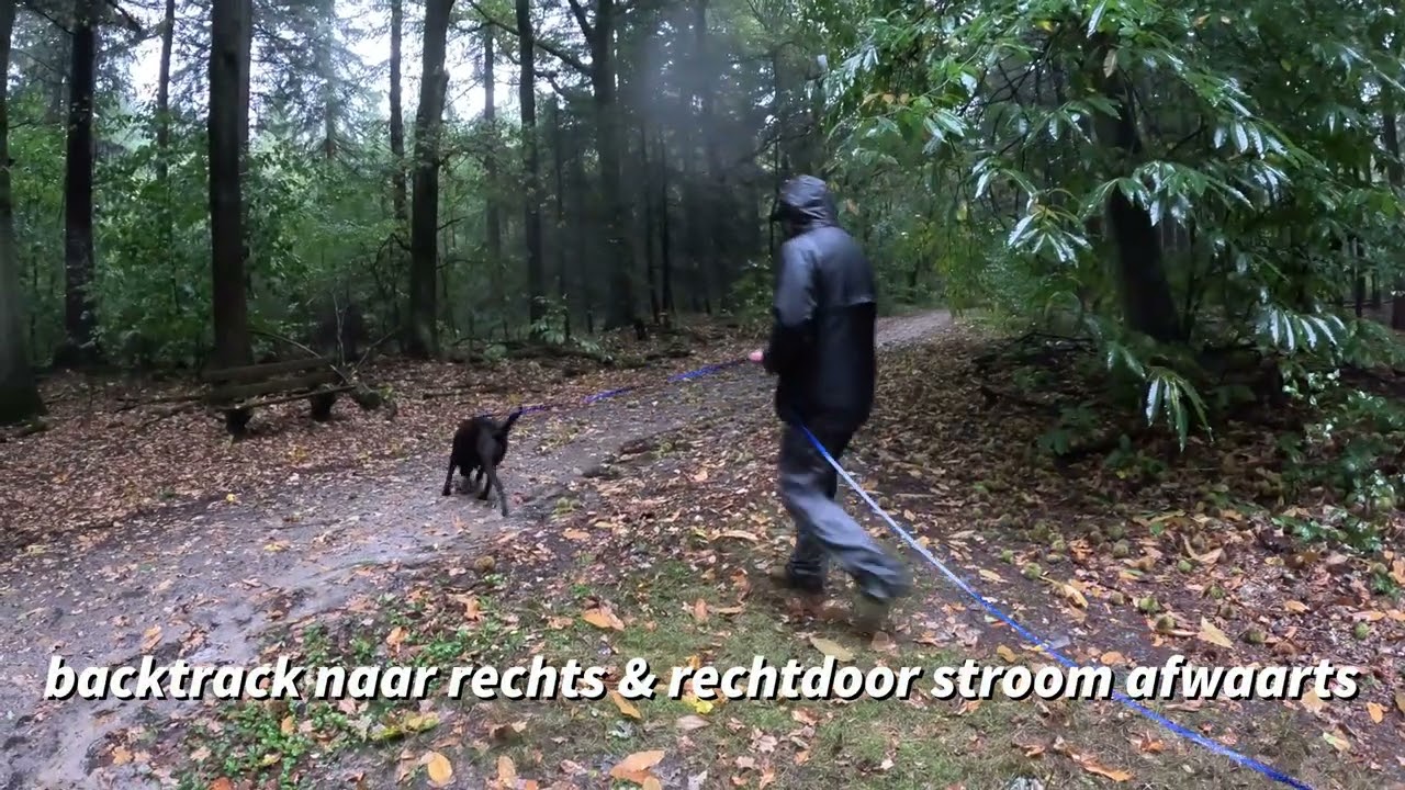 Dierendag