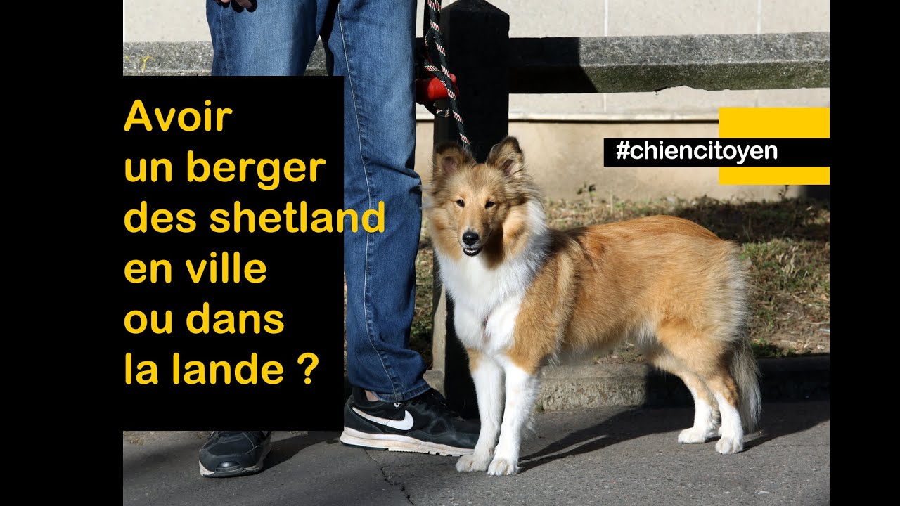 Avoir un berger des Shetland à Paris ou dans la lande ?