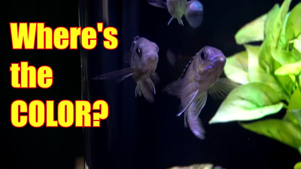 Top 5 Reasons Why Fish Don't Color Up [African Cichlids that Stay Gray!]