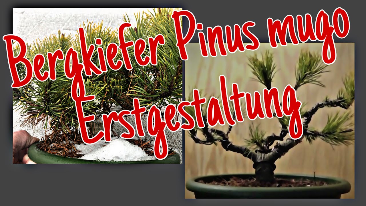 Bergkiefer Pinus mugo 'Carsten’s Wintergold' -Erstgestaltung Baum No.2 Pre-Bonsai 2023/12