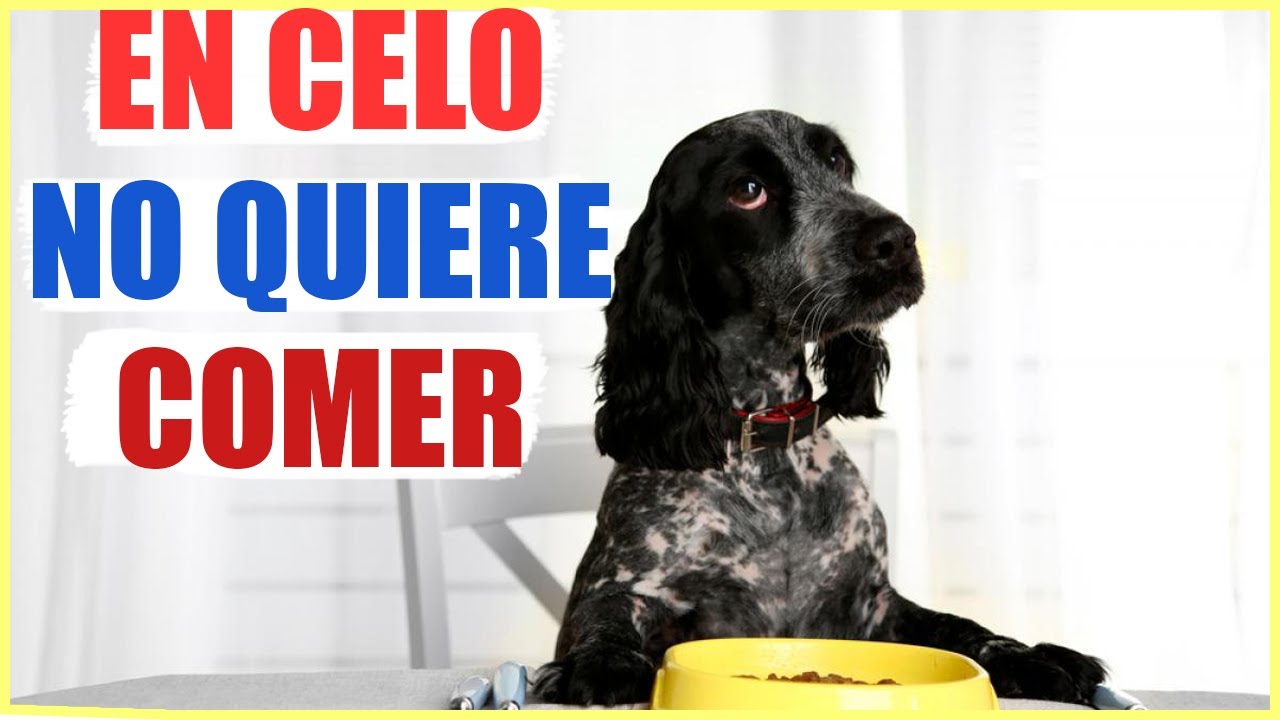 Mi perra est&aacute; en celo y no quiere comer  por qu&eacute; y qu&eacute; hago