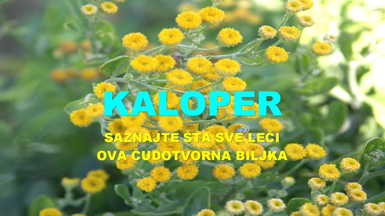 KALOPER - SAZNAJTE &Scaron;TA Sve LEČI Ova ČUDOTVORNA Biljka