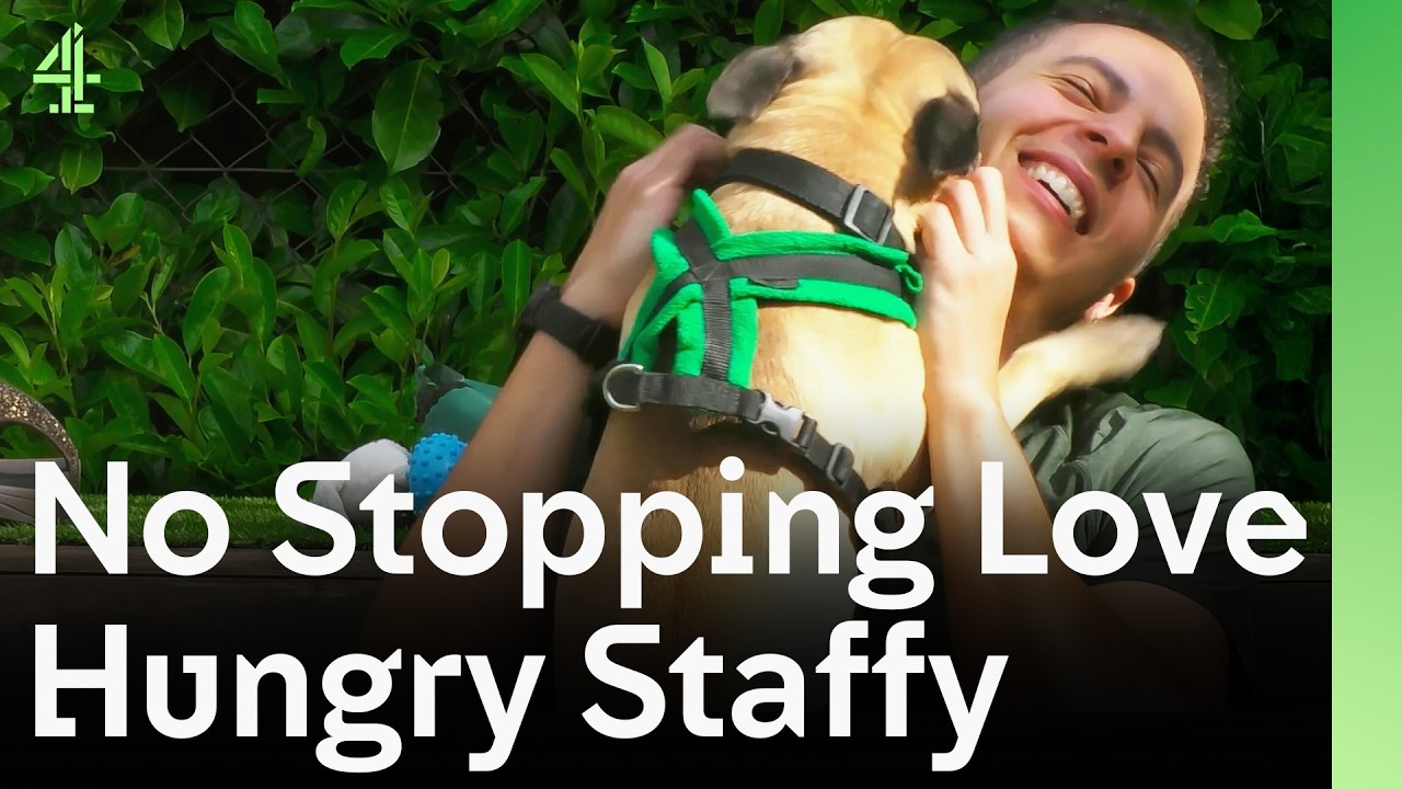 Lonely Staffy Meets Fifth Family Hoping To Be Saved | The Dog House 🐶