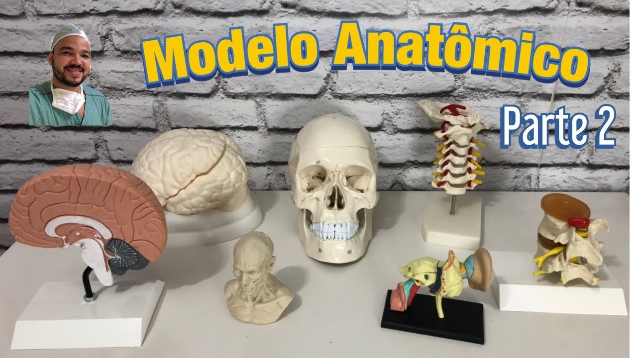 Modelo anat&ocirc;mico do c&eacute;rebro 🧠