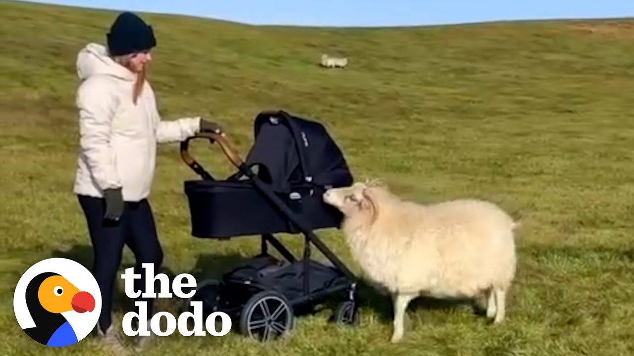 Rescue Sheep Runs To Greet Her Moms Like A Puppy | The Dodo