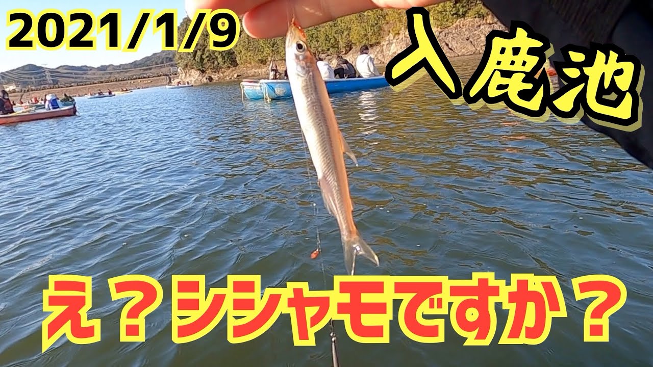今年の入鹿池のワカサギはデカすぎる！冬行くべき釣り場紹介！爆釣、