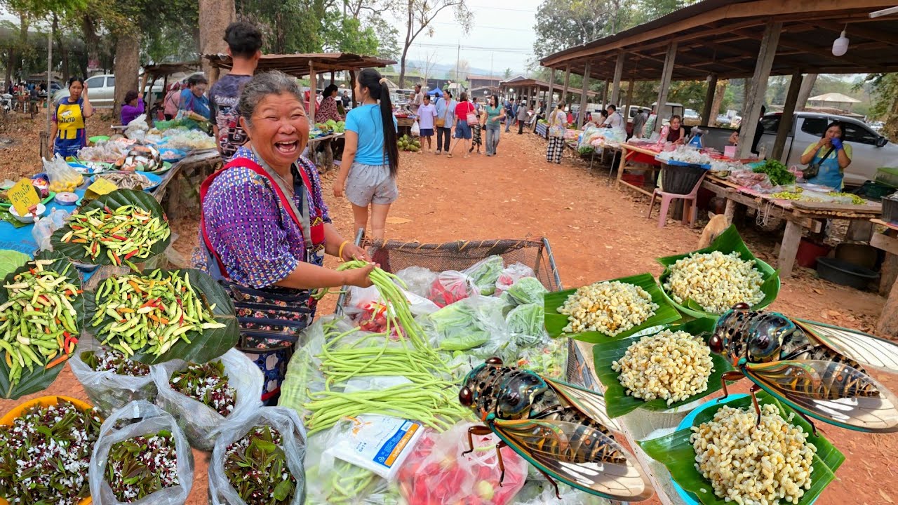 จั๊กจั่น ไข่มดแดง แมงจินูน | ตลาดนัดบ้านขุมคำ ตำบลแก่งเค็ง อำเภอกุดข้าวปุ้น อุบลราชธานี