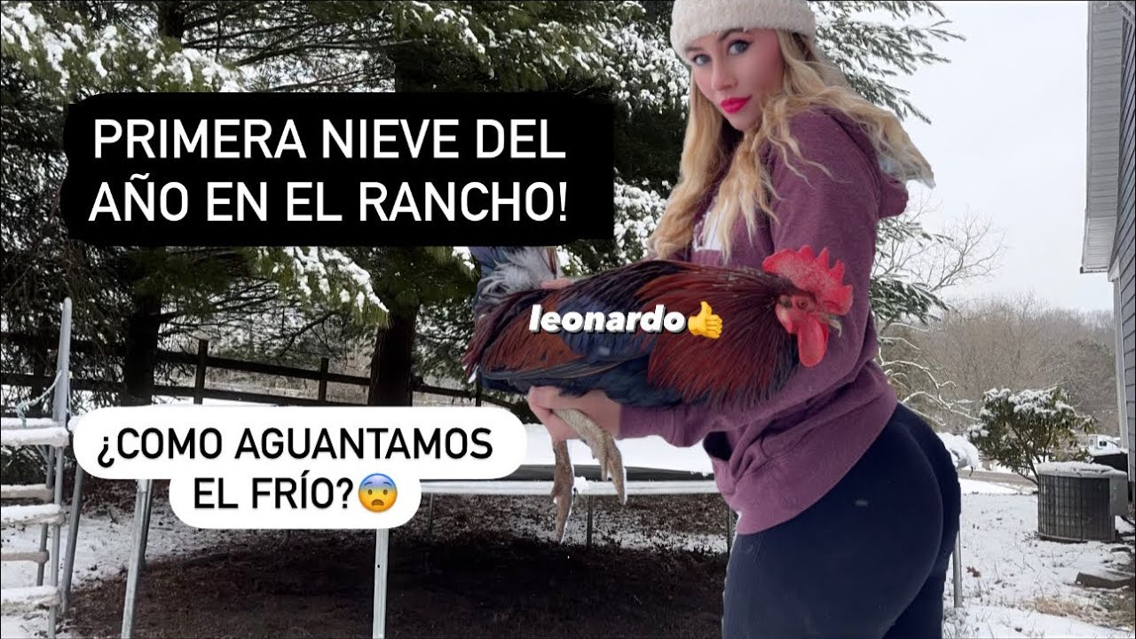 MIS GALLOS SE MUEREN DE FRIO!?🥶 #gringa #rancho