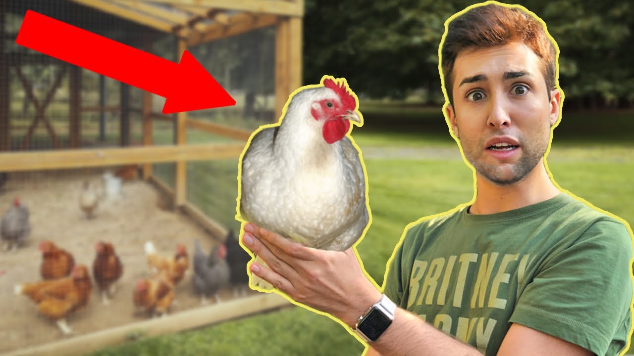 HO ADOTTATO UNA GALLINA *FINITO MALE* | GIANMARCO ZAGATO