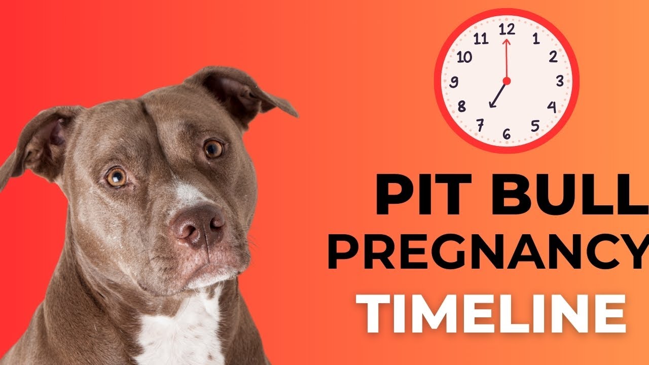 How Long is a Pit Bull Pregnant? 🐾 Pit Bull Pregnancy Guide