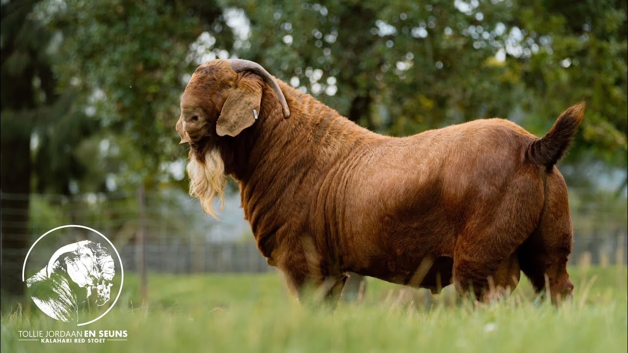 IMPACK: Champion Kalahari Red genetics 