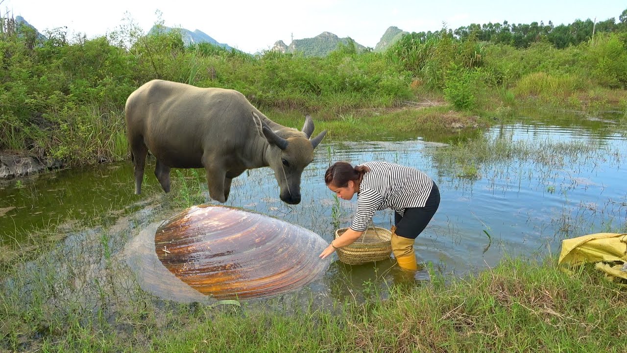 Pearl Madman searches for mussels hidden in fresh water and discovers rare colored pearls